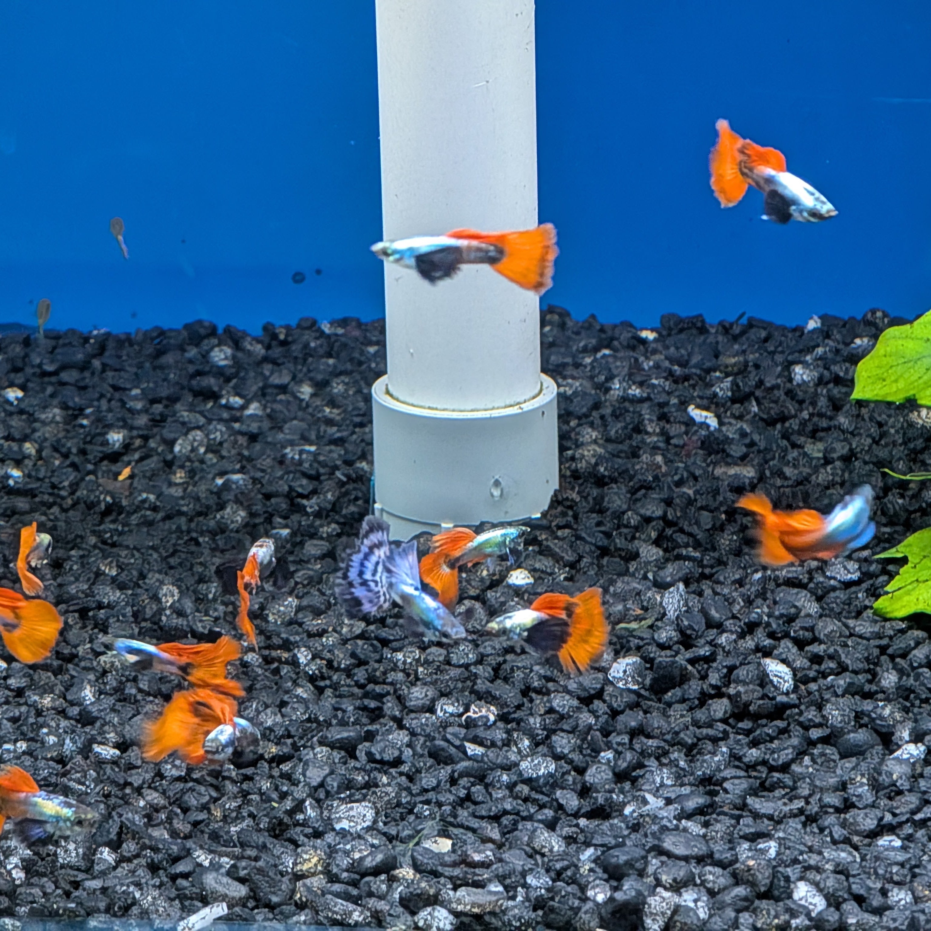 Assorted Dumbo Guppy assorted-dumbo-guppy