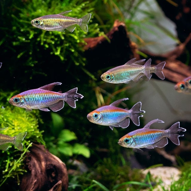 Tetras