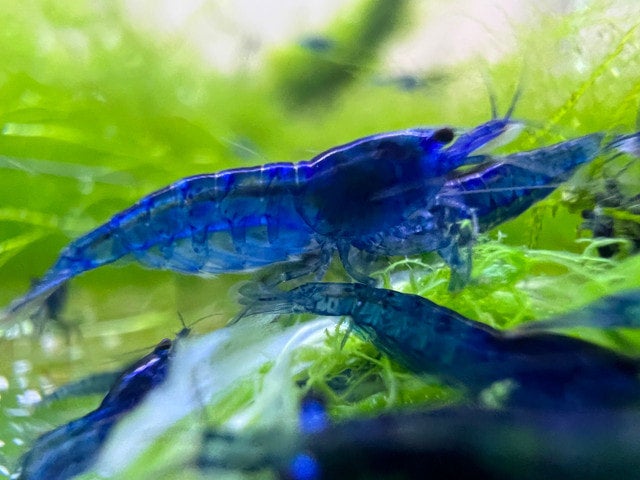 Invertebrates