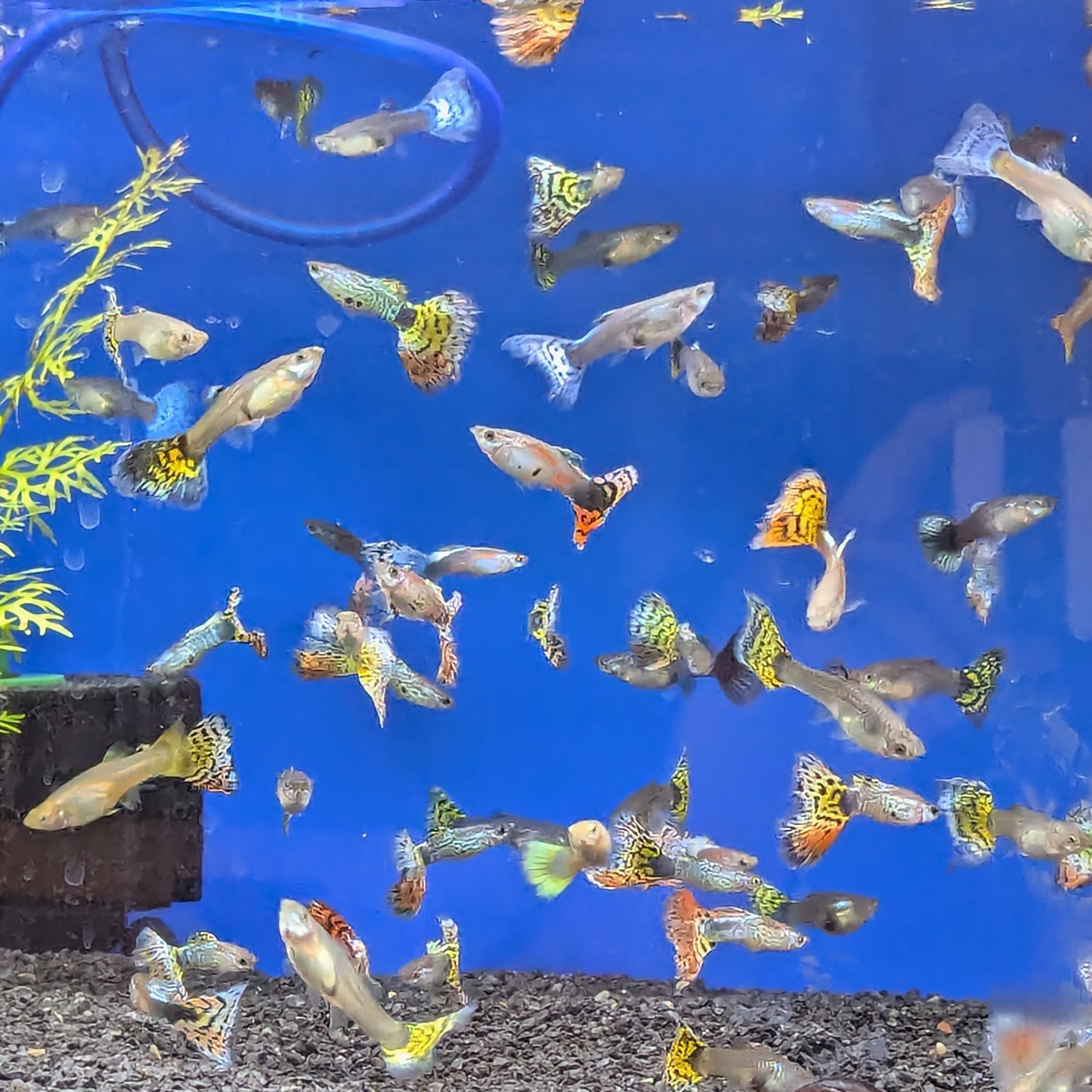 Assorted Cobra Guppy assorted-cobra-guppy