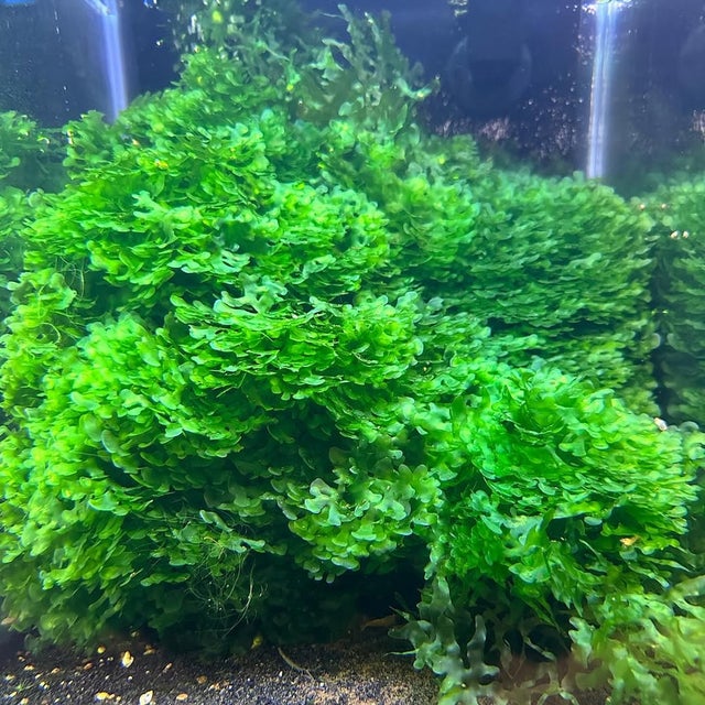 Live Plants