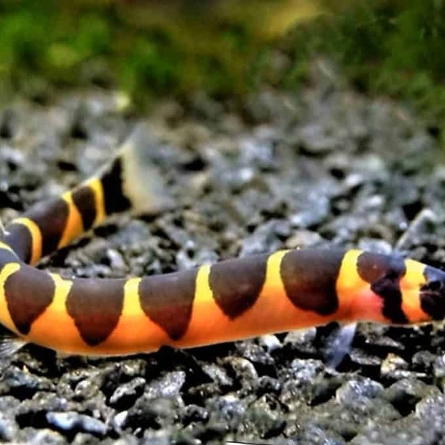 Loaches & Sharks
