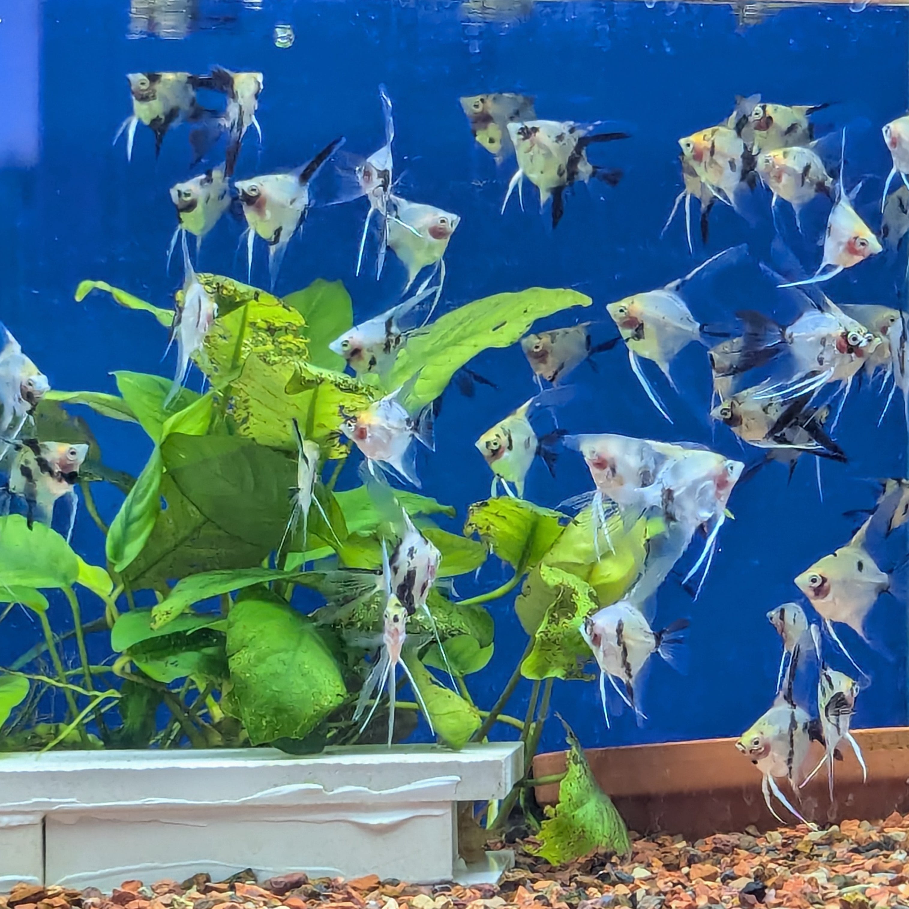 Angelfish - Assorted Med.